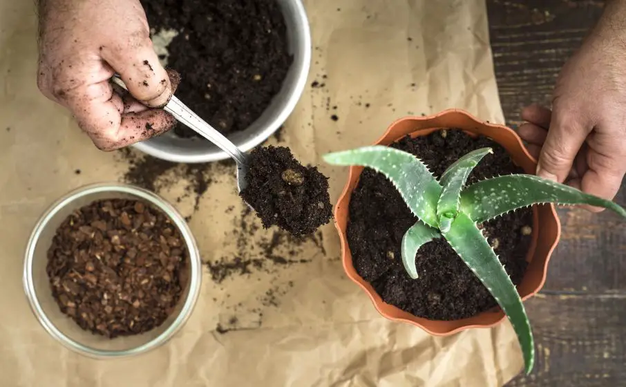 Are coffee grounds good for aloe vera plants?