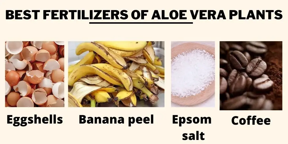 Best fertilizers of aloe vera plants
