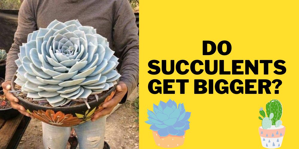 Do Succulents Get Bigger?