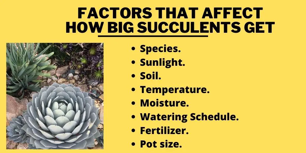 Factors that affect How Big Succulents Get