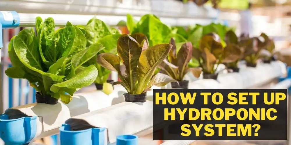 How to Set Up Hydroponic System