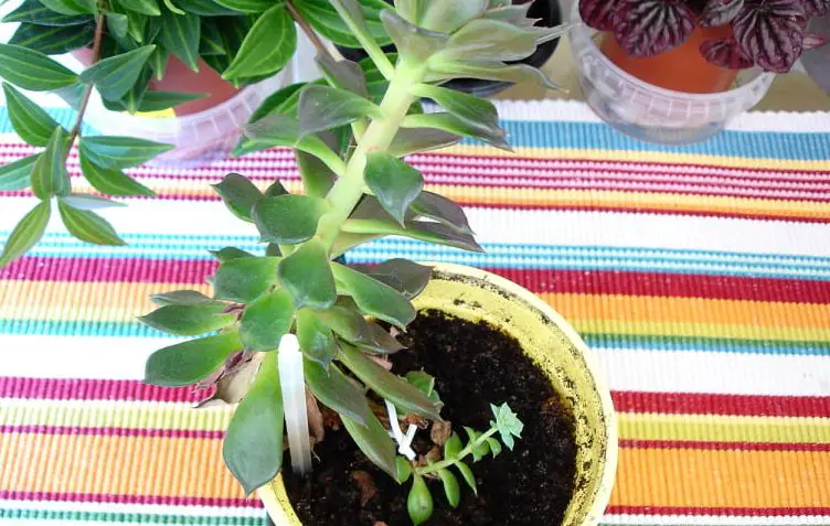 How to Recognize a Stretched Out Succulent?