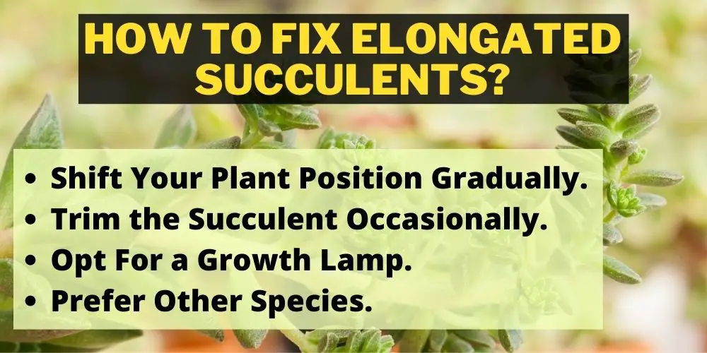How to fix elongated succulents?