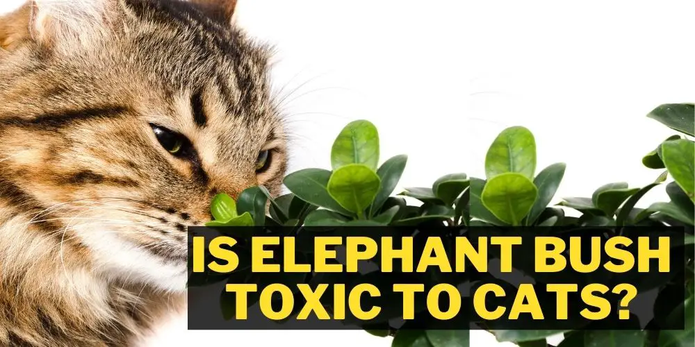 Is elephant bush toxic to cats