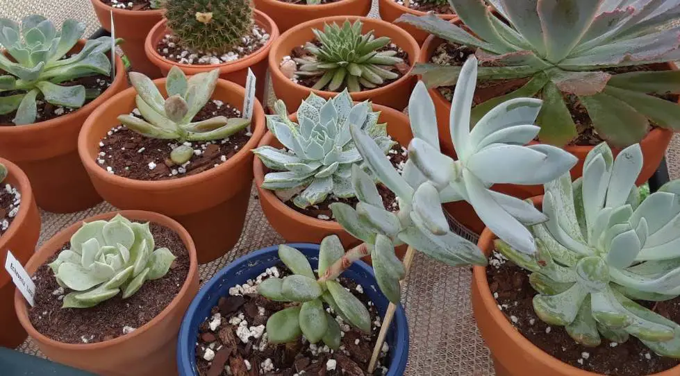 Is etiolation bad for succulents?