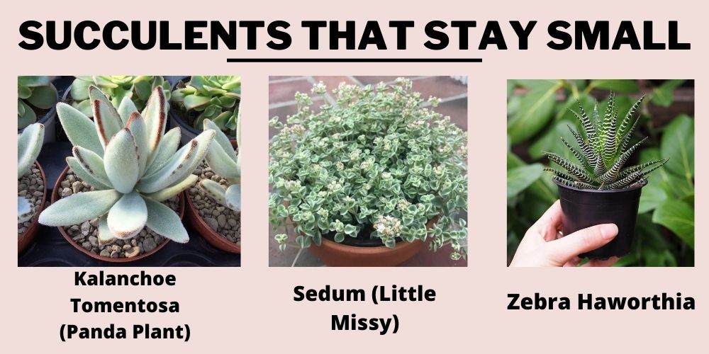Succulents that Stay Small