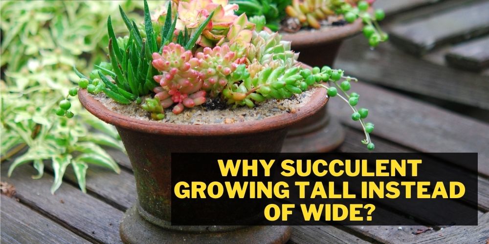 Succulent Growing Tall Instead of Wide