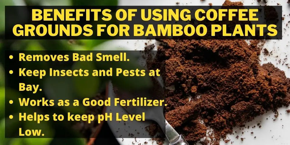 Benefits of Using Coffee Grounds for Bamboo Plants