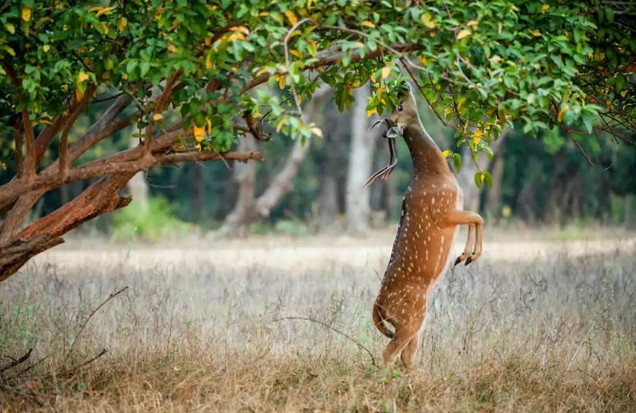 Do deer eat lemon trees? All you need to know.