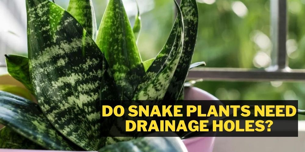 do snake plants need drainage holes
