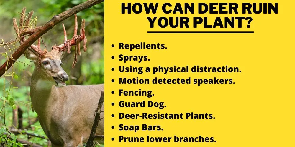 How Can Deer Ruin Your Plant?