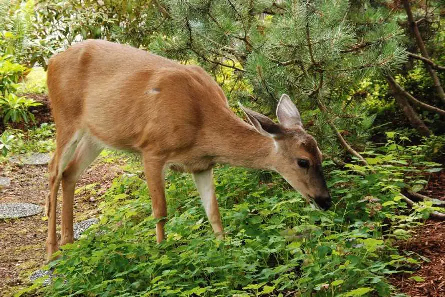 How Can Deer Ruin Your Plant