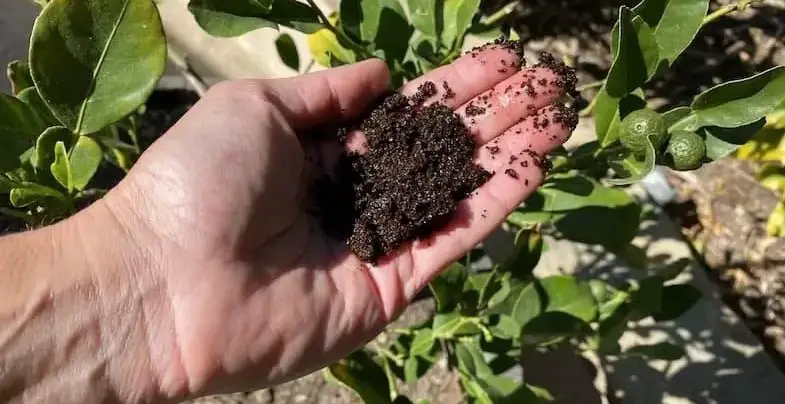 Are coffee grounds good for lemon trees?