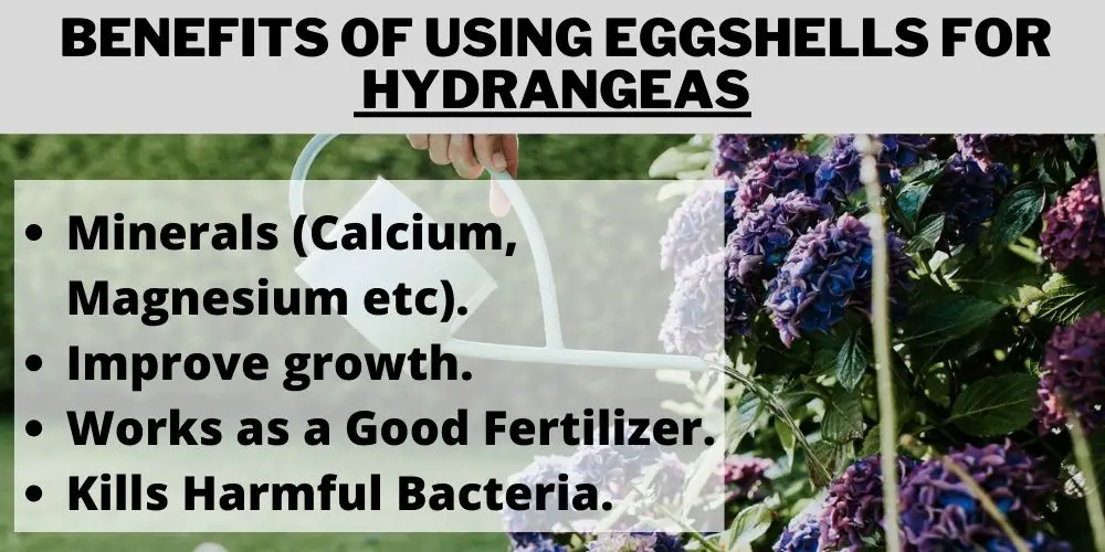 Benefits of Using Eggshells for Hydrangeas