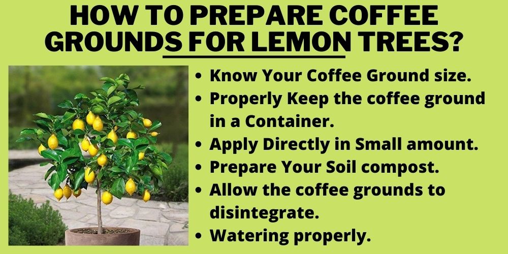 How to prepare coffee grounds for lemon trees?