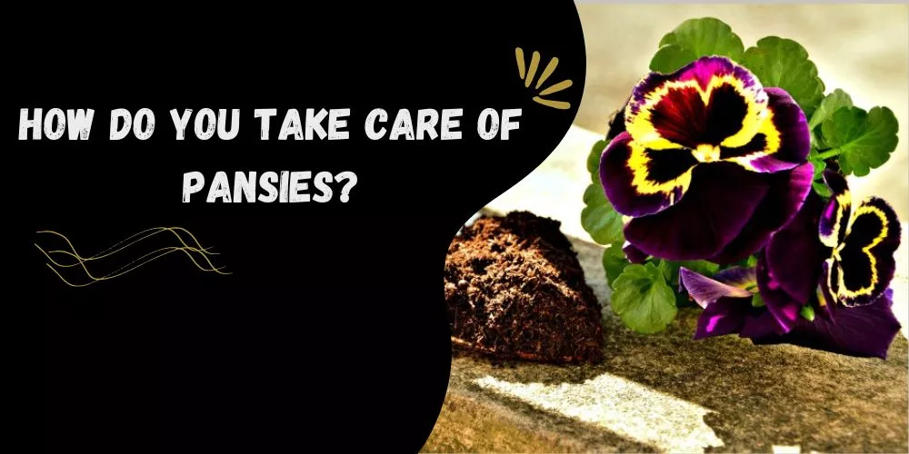 How do you take care of pansies