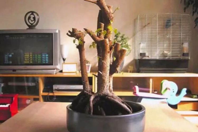 Can You Save a Dying Ficus tree
