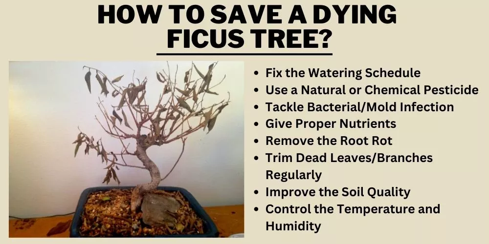 How to Save a Dying Ficus tree (step by step guide)