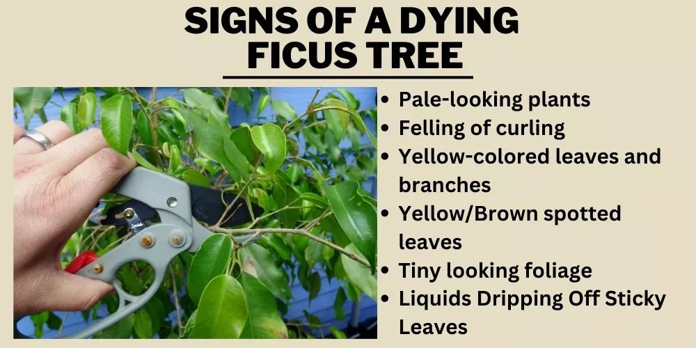 Signs of a Dying Ficus Tree