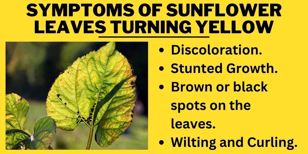 Sunflower Leaves Turning Yellow (7 Reasons With Easy Preventive Measures)