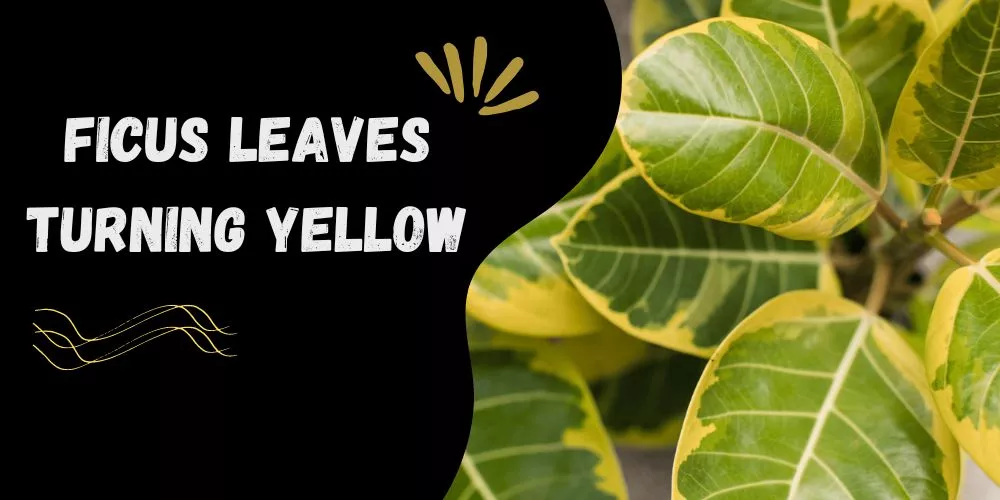 Why Is My Ficus Leaves Turning Yellow? (4 Reasons With Easy Fixes)