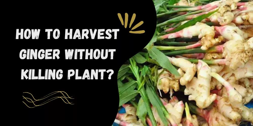 How To Harvest Ginger Without Killing The Plant Master The Art