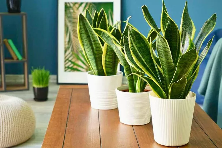 What Is A Dwarf Snake Plant? A Comprehensive Guide