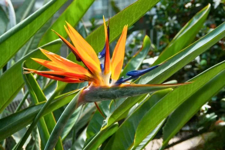 Why Are Bird Of Paradise Leaves Curling? 9 Common Causes With Easy Cures